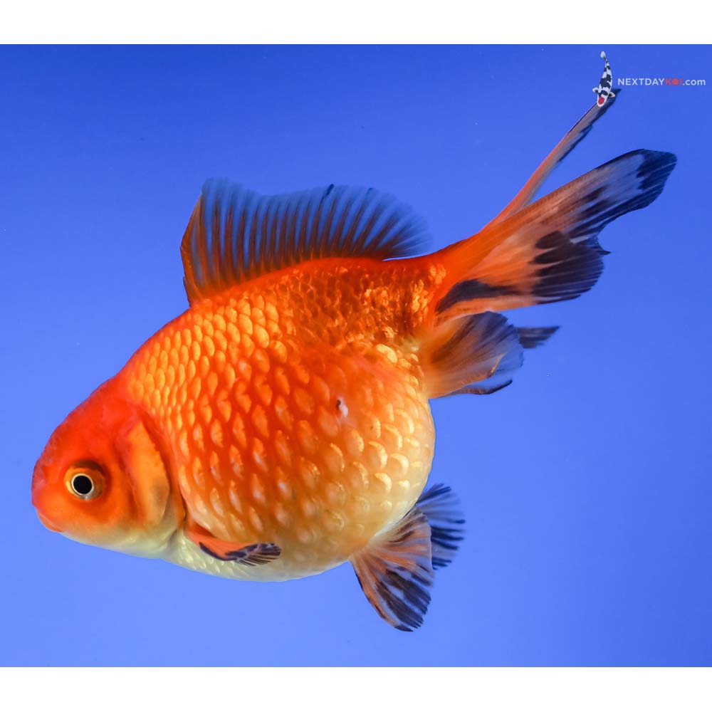 3.5” Imported Red and Black Pearlscale