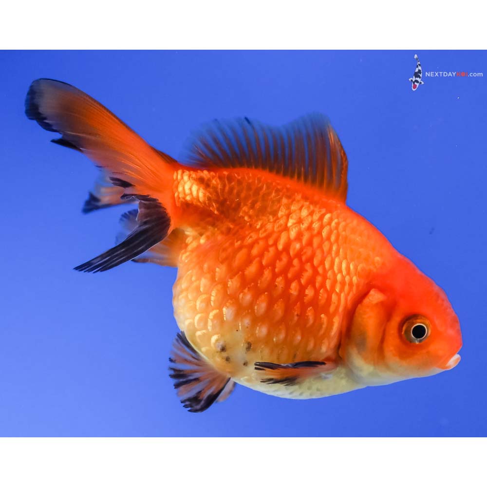 3.5” Imported Red and Black Pearlscale