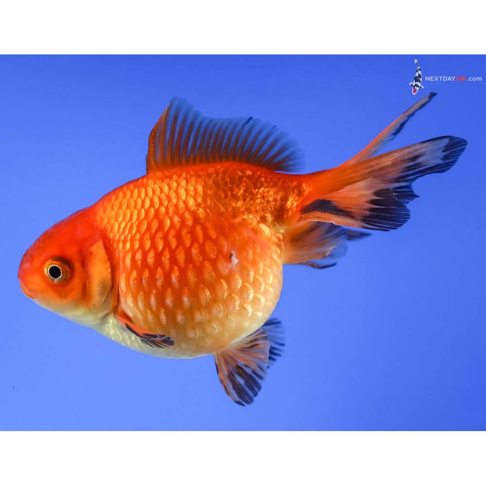 3.5” Imported Red and Black Pearlscale