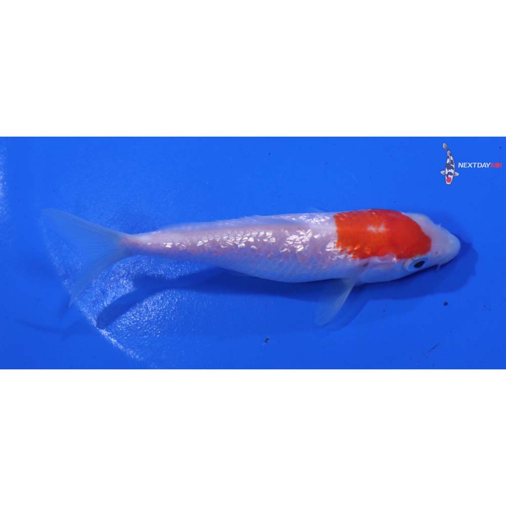 4” Imported Gin Rin Kohaku