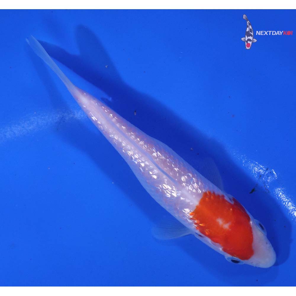 4” Imported Gin Rin Kohaku