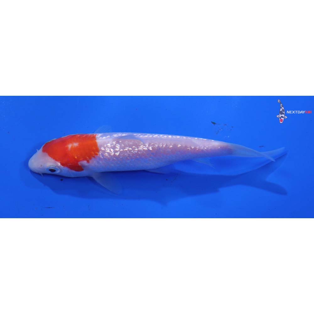 4” Imported Gin Rin Kohaku