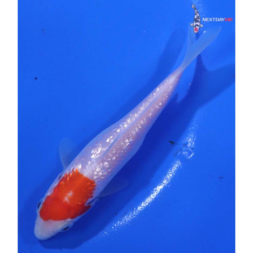 4” Imported Gin Rin Kohaku