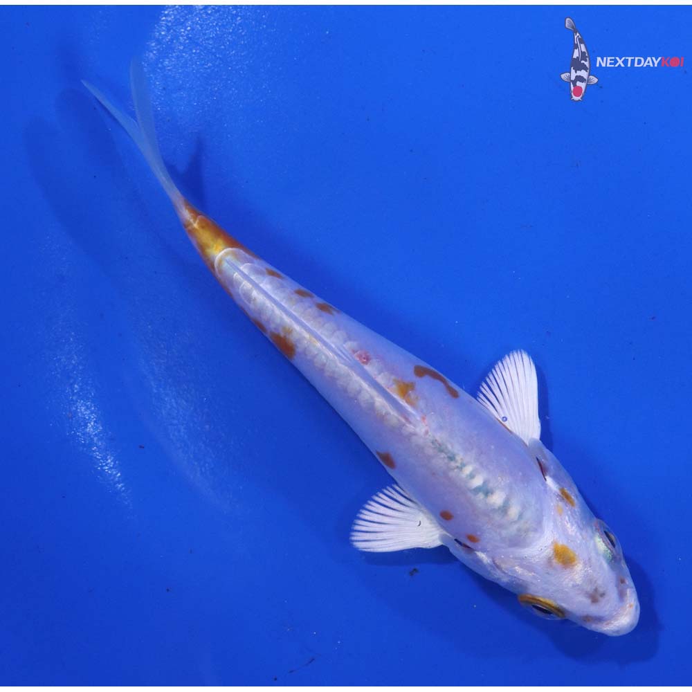 4” Imported Kikusui