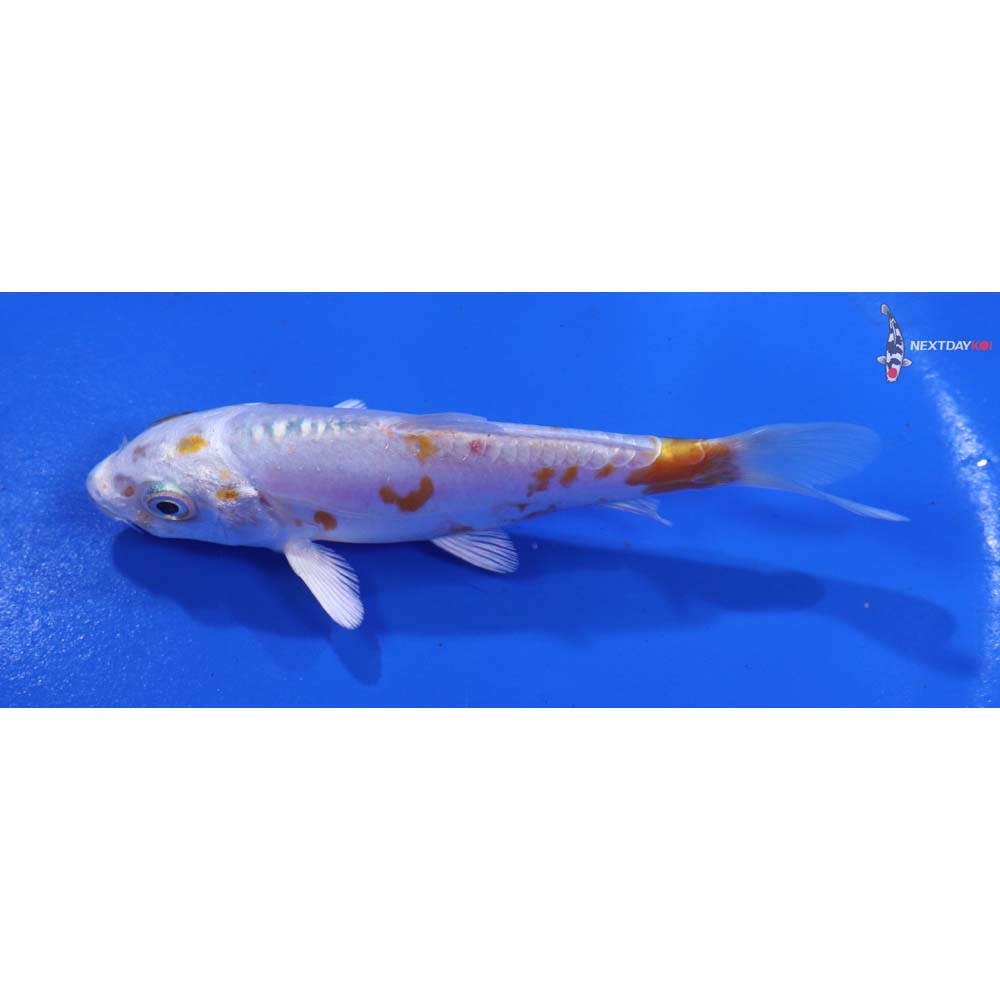 4” Imported Kikusui