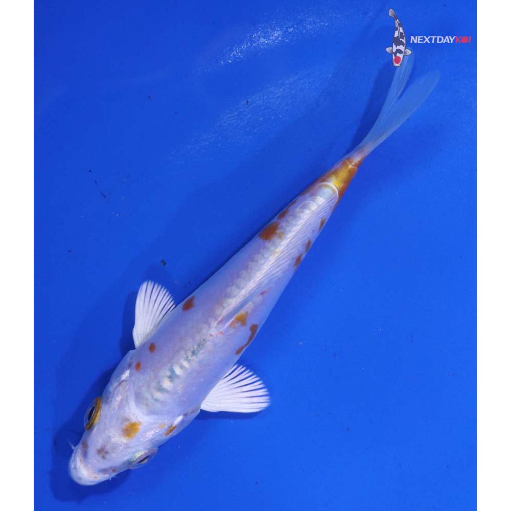 4” Imported Kikusui