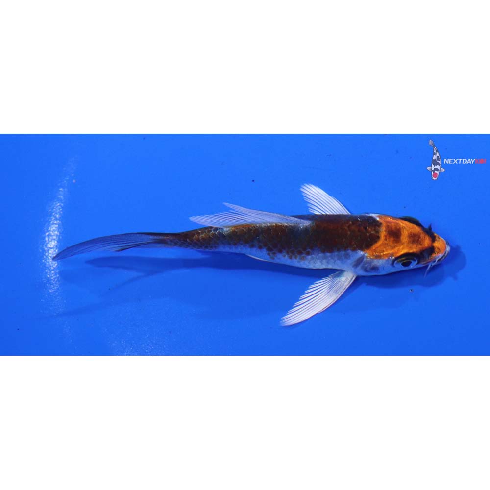 3.5” Imported Kujaku Butterfly Koi