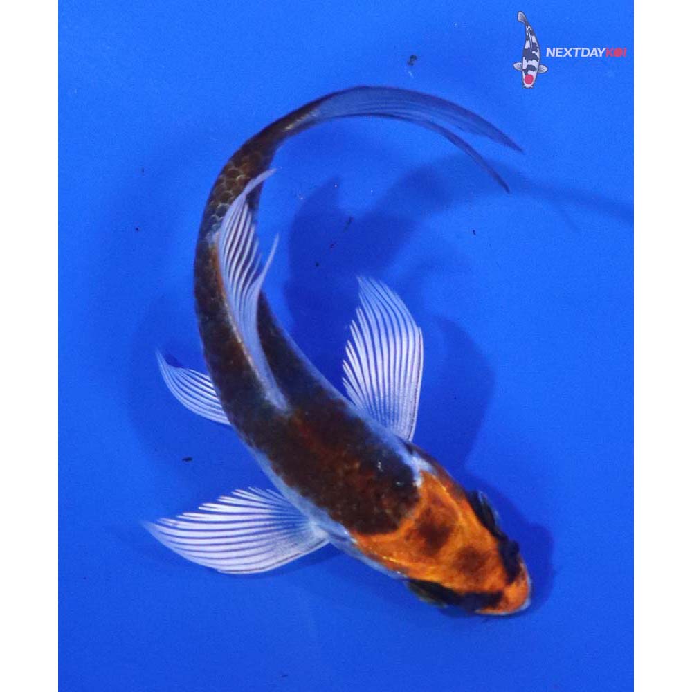 3.5” Imported Kujaku Butterfly Koi