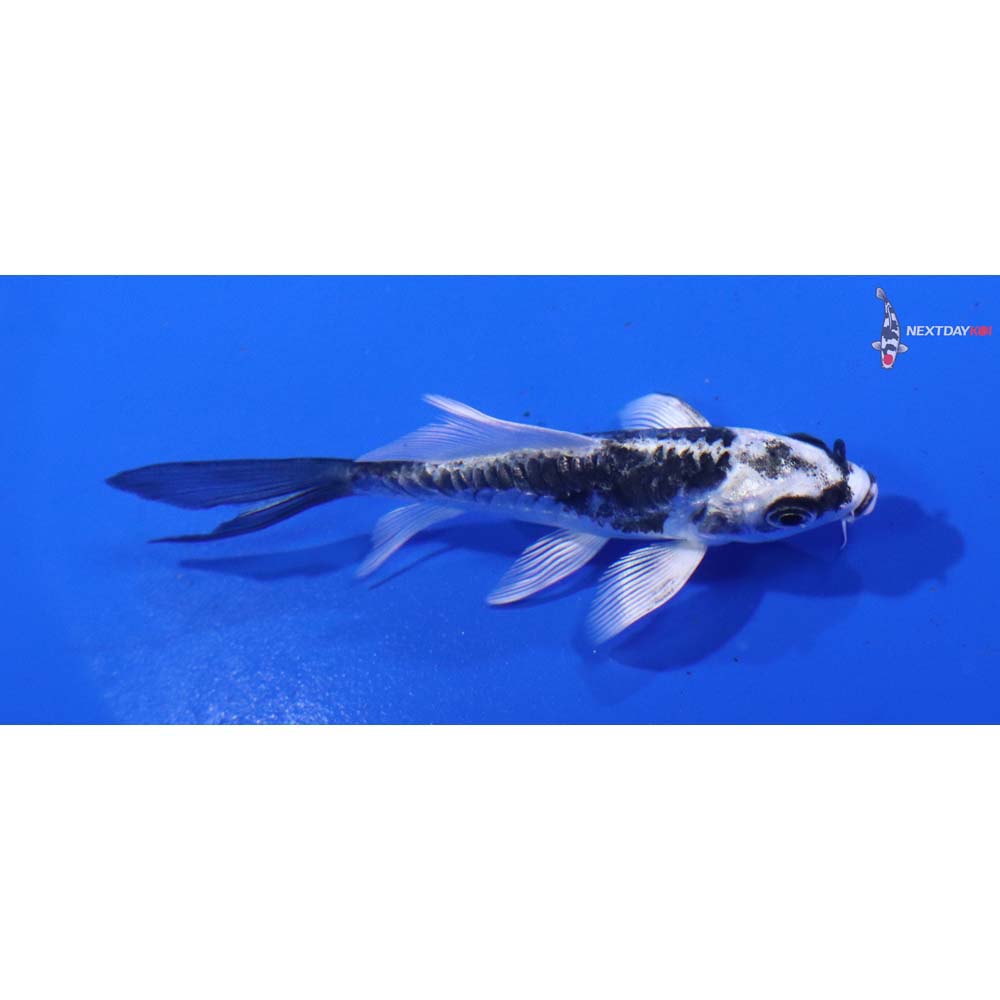3.5” Imported Kikokuryu Butterfly Koi