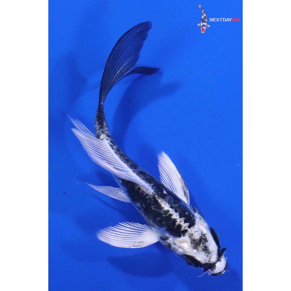 3.5” Imported Kikokuryu Butterfly Koi
