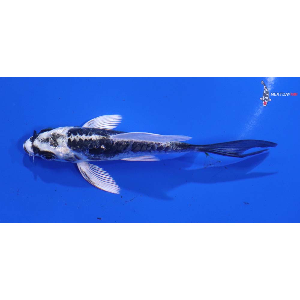 3.5” Imported Kikokuryu Butterfly Koi