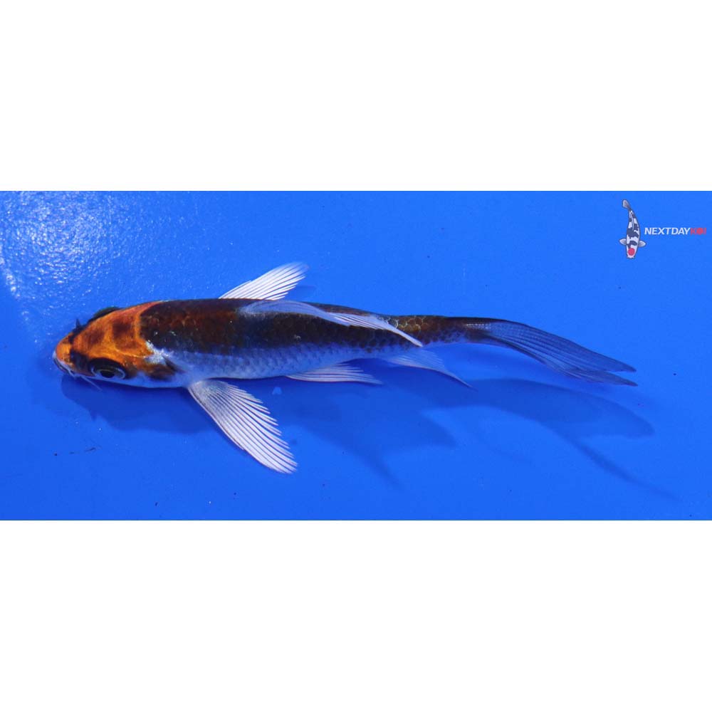 3.5” Imported Kujaku Butterfly Koi