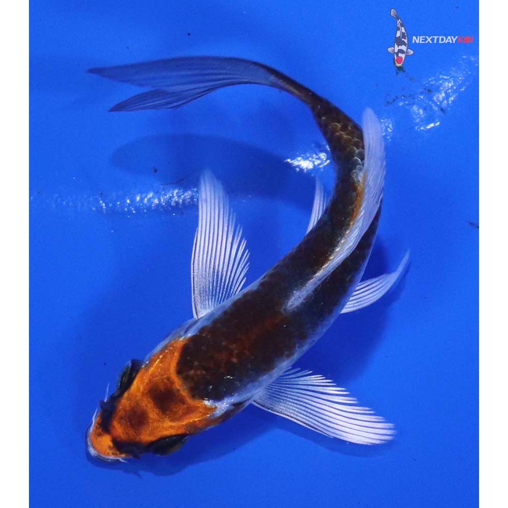 3.5” Imported Kujaku Butterfly Koi