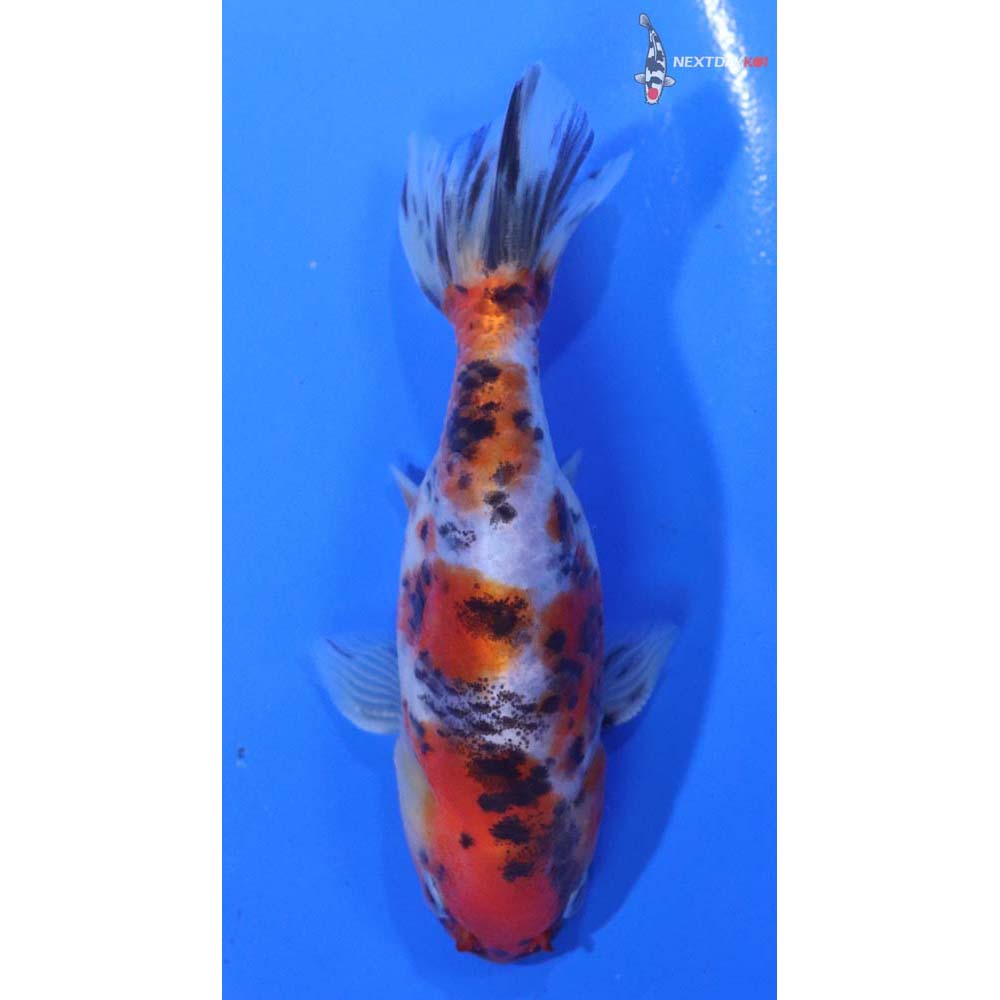 4” Imported Calico Ranchu
