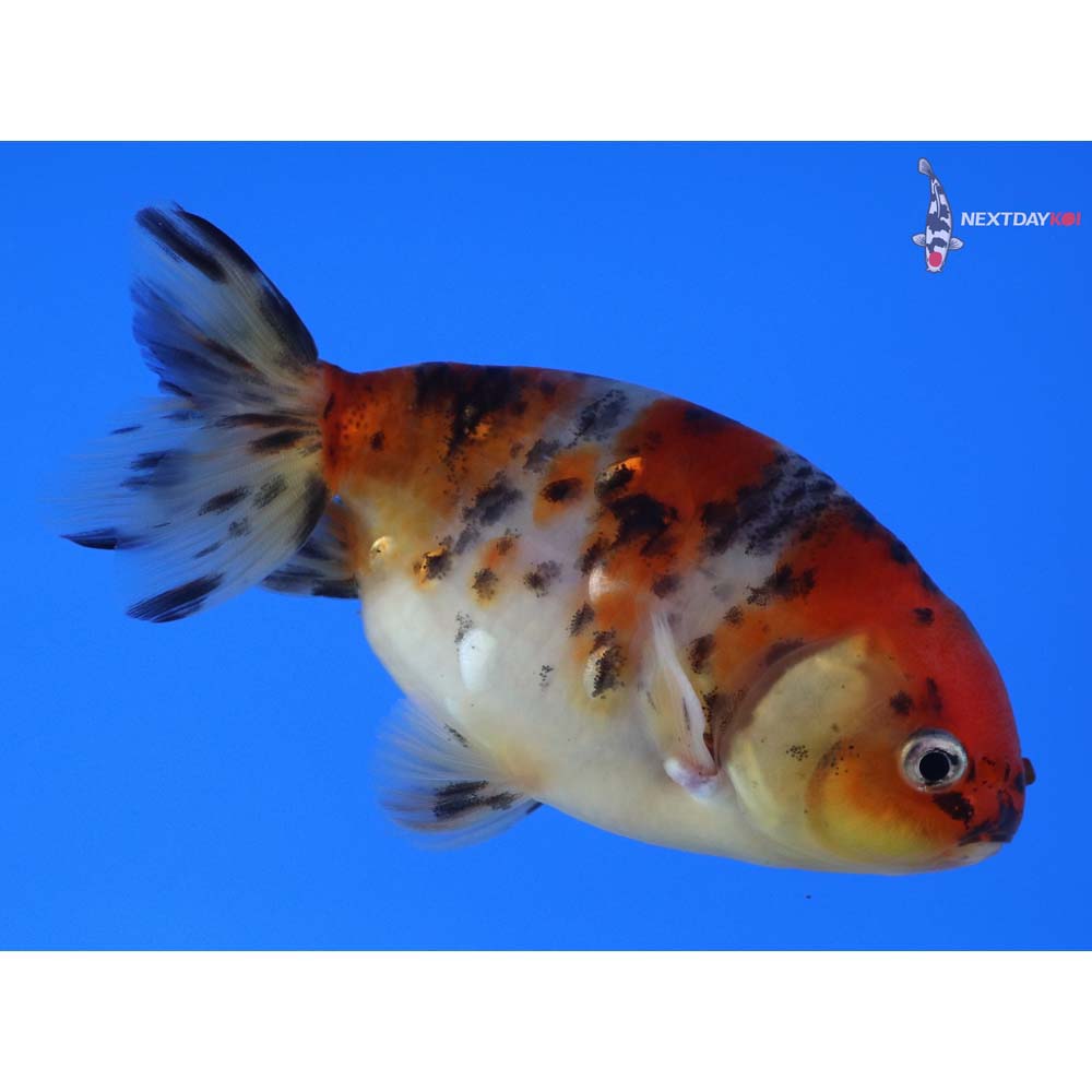 4” Imported Calico Ranchu