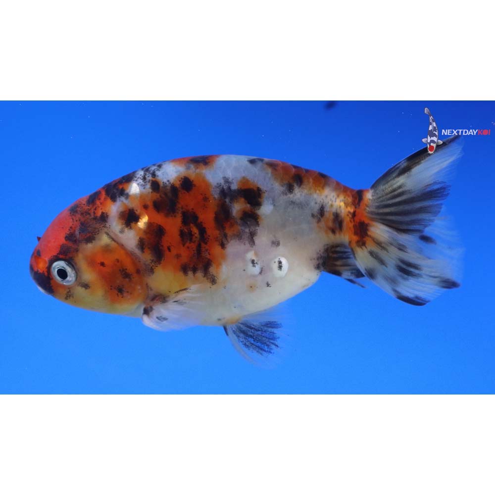 4” Imported Calico Ranchu