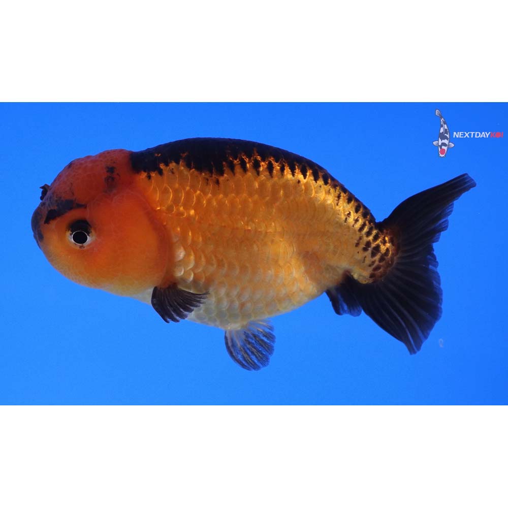 4” Imported Red and Black Ranchu