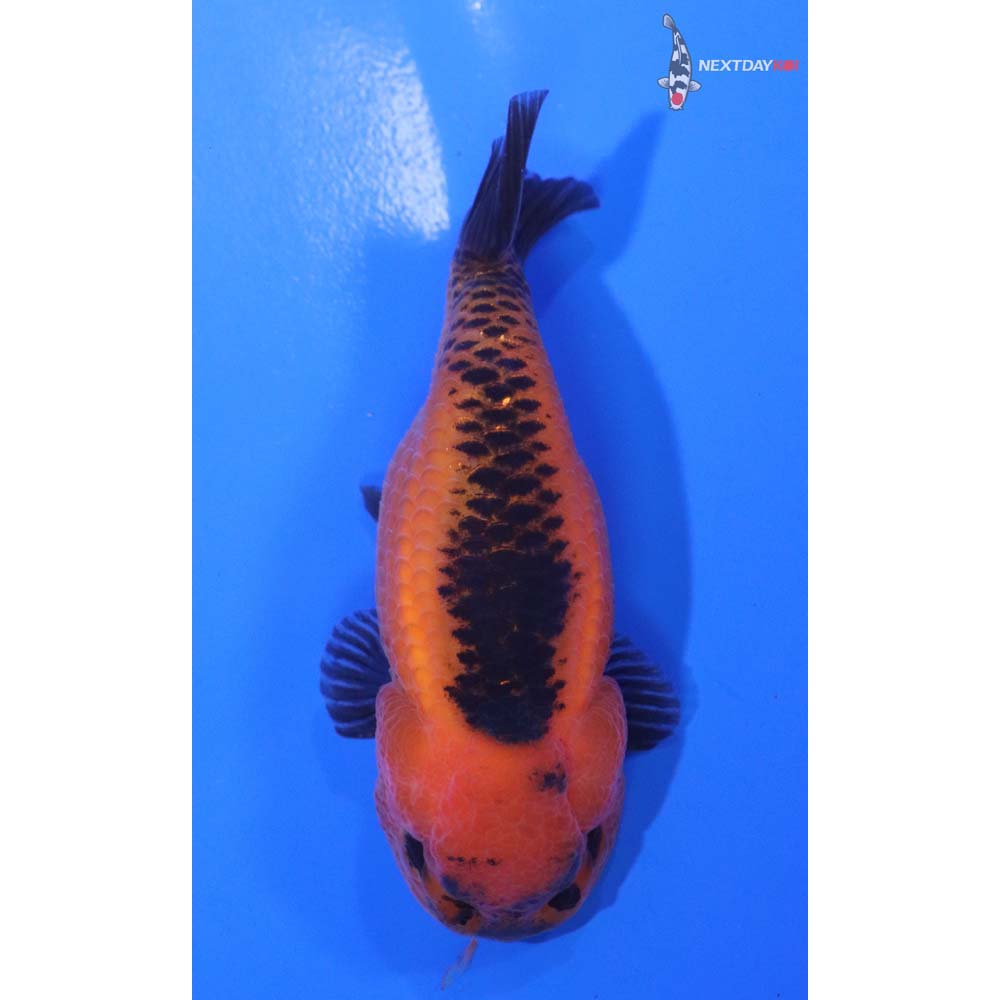 4” Imported Red and Black Ranchu