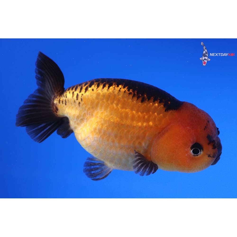 4” Imported Red and Black Ranchu