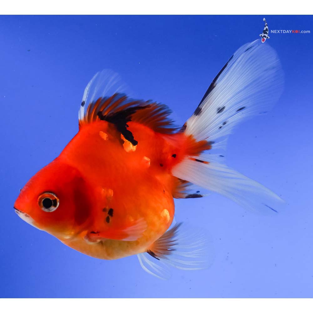 4.5” Imported Calico Ryukin