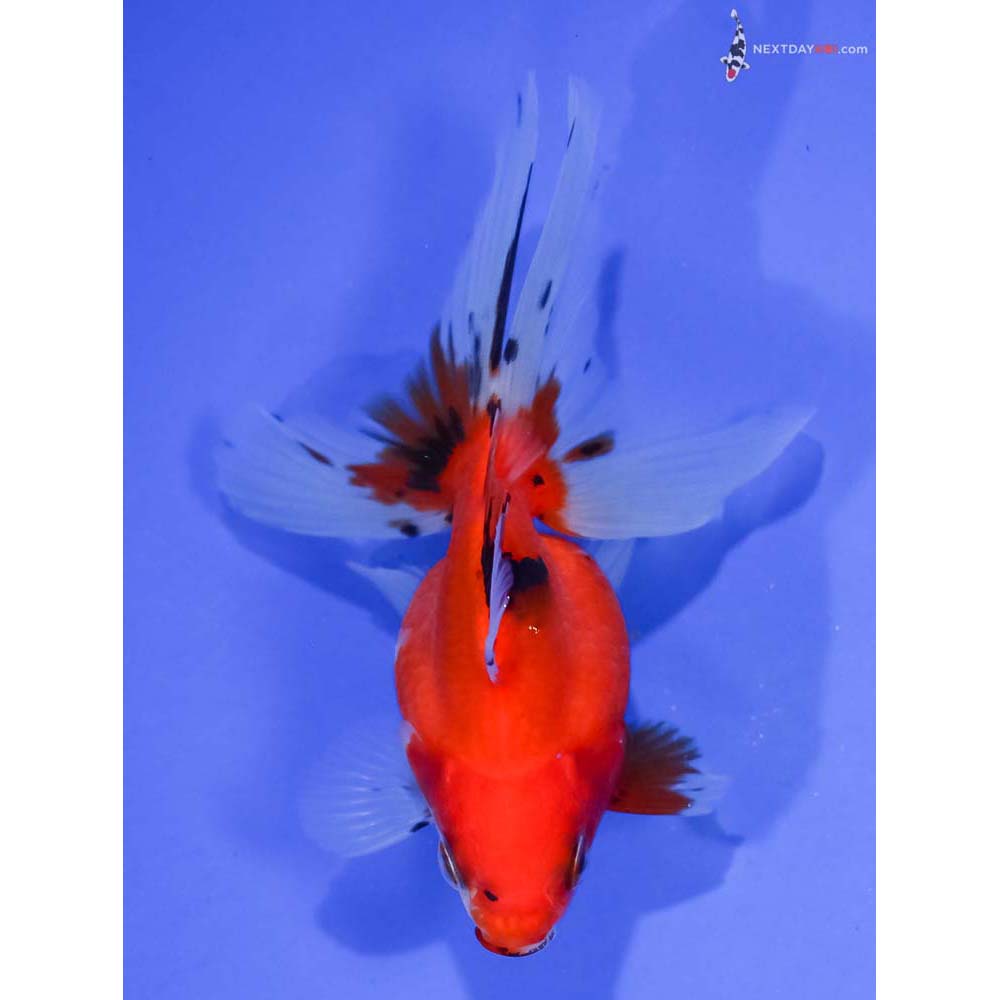 4.5” Imported Calico Ryukin