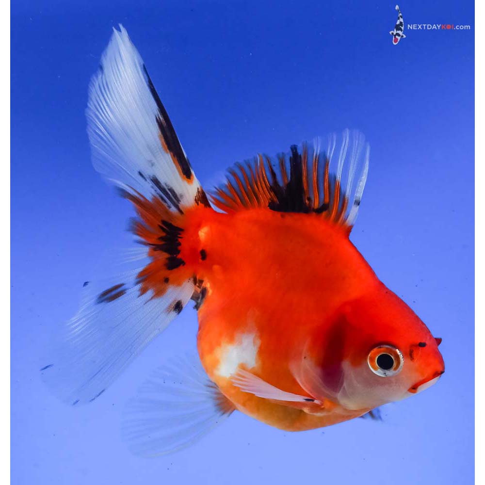 4.5” Imported Calico Ryukin