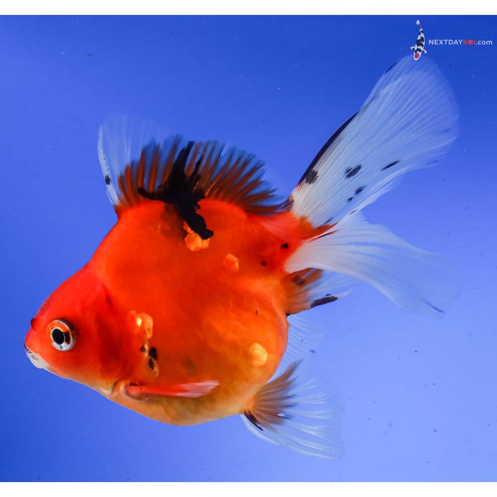 4.5” Imported Calico Ryukin