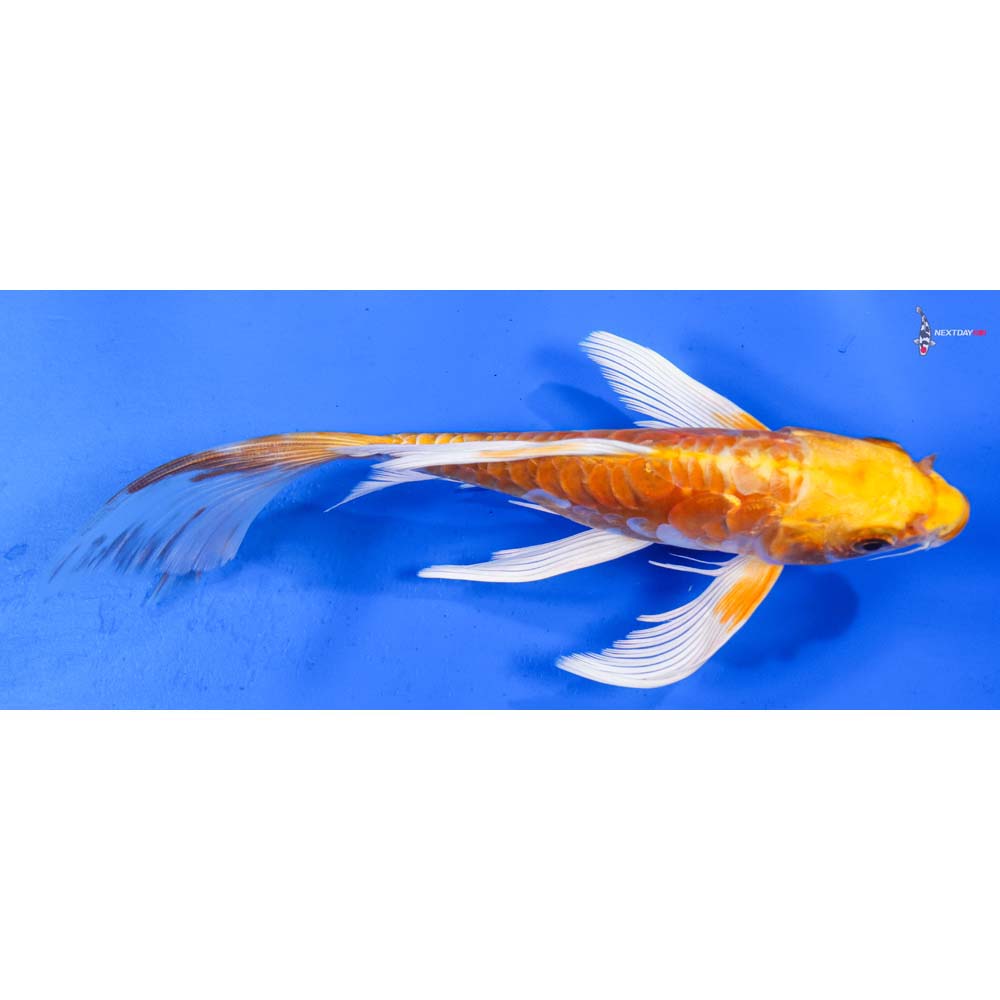 7.5” Imported Doitsu Lemon Hariwake Butterfly Koi