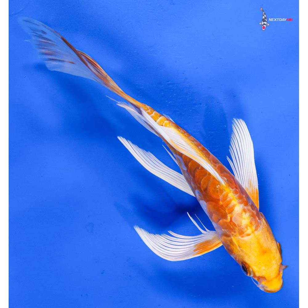7.5” Imported Doitsu Lemon Hariwake Butterfly Koi