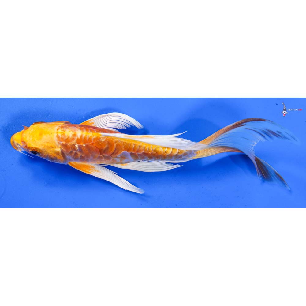 7.5” Imported Doitsu Lemon Hariwake Butterfly Koi