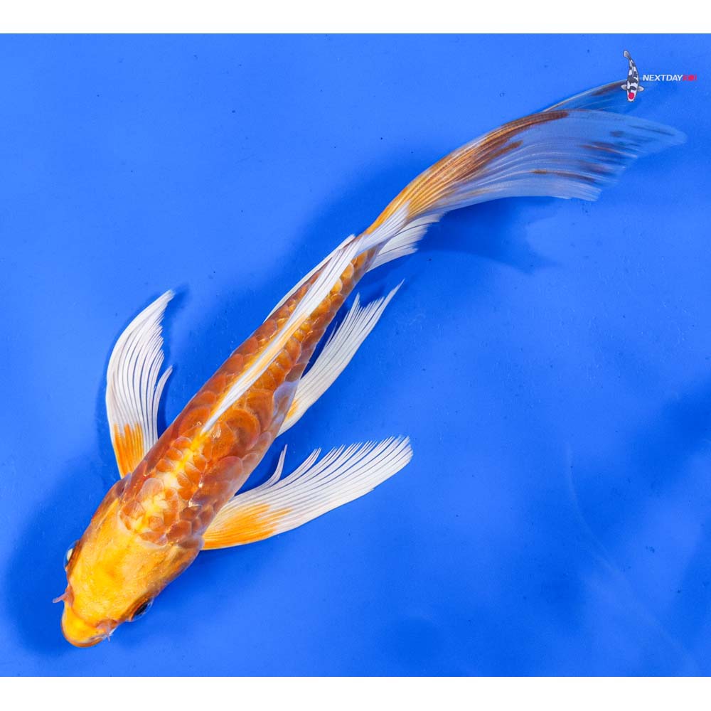 7.5” Imported Doitsu Lemon Hariwake Butterfly Koi