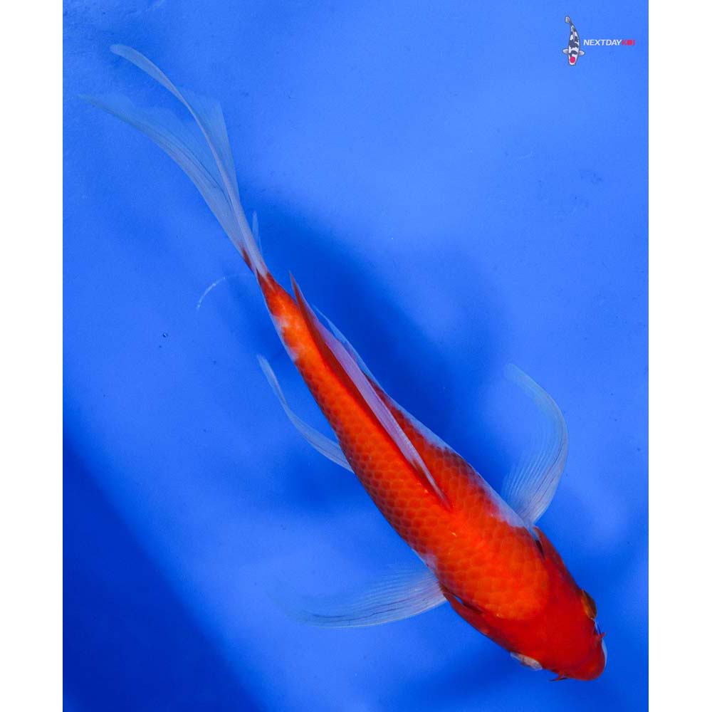 7.5” Imported Kohaku Butterfly Koi