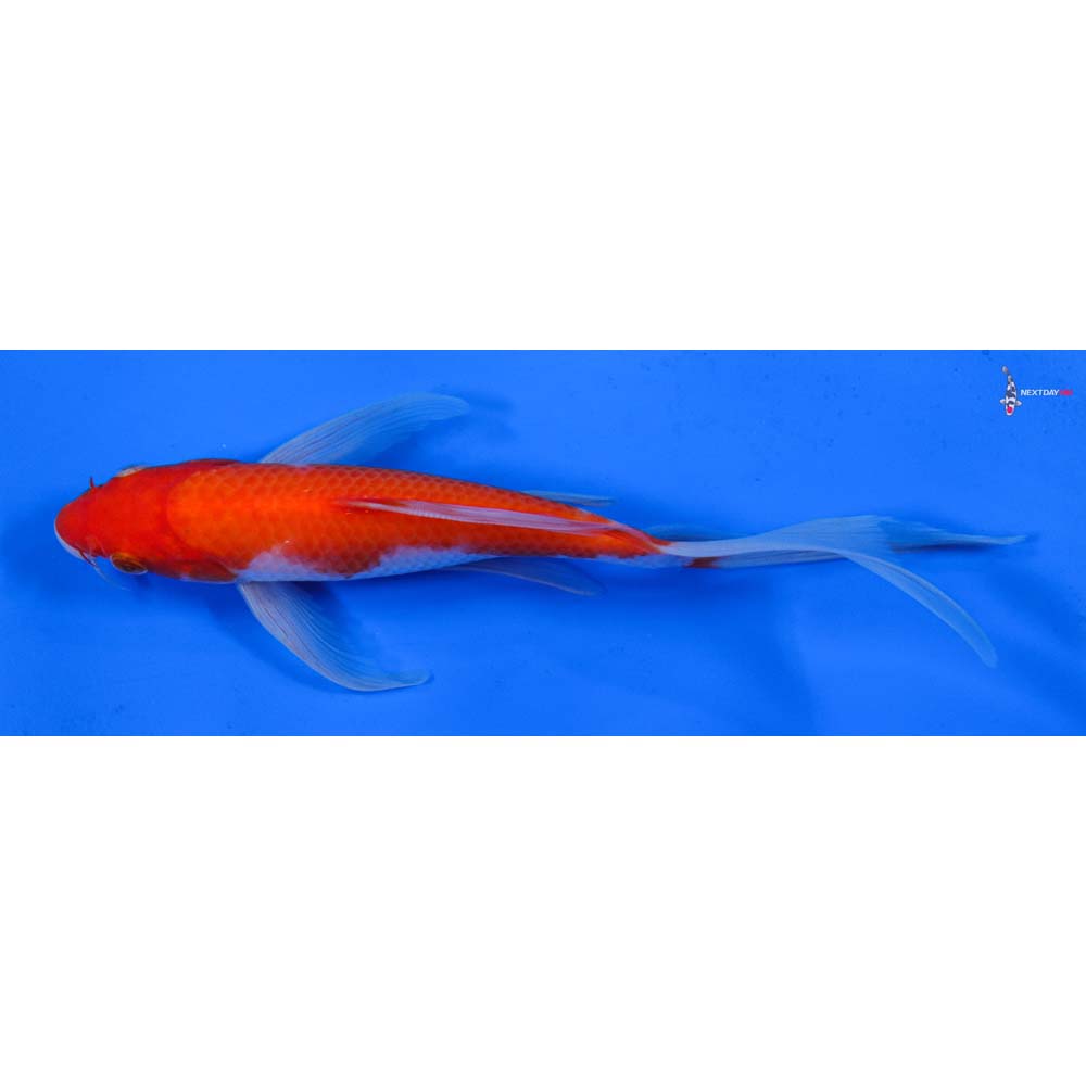7.5” Imported Kohaku Butterfly Koi