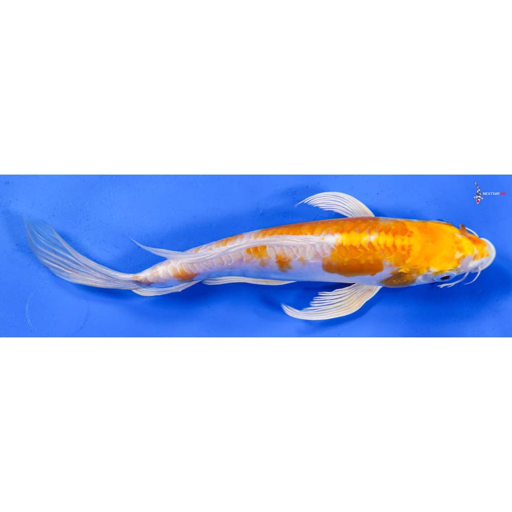 7.5” Imported Doitsu Lemon Hariwake Butterfly Koi