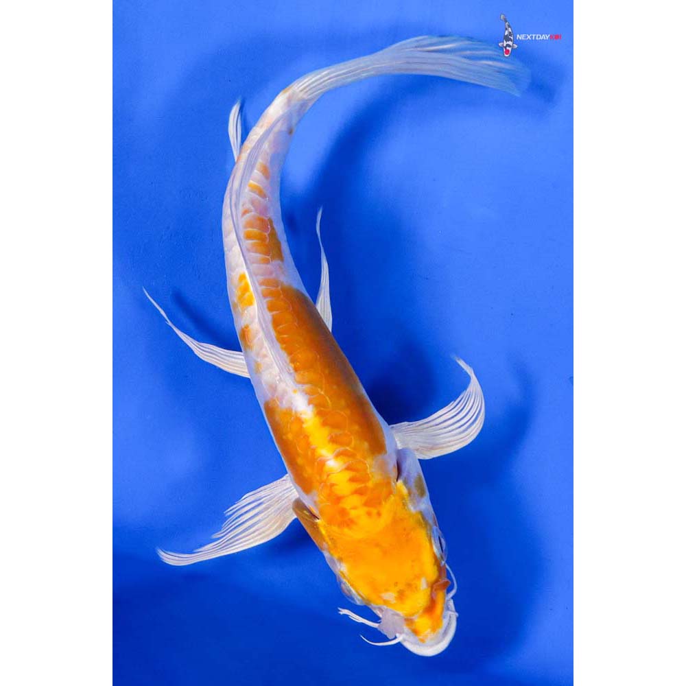 7.5” Imported Doitsu Lemon Hariwake Butterfly Koi