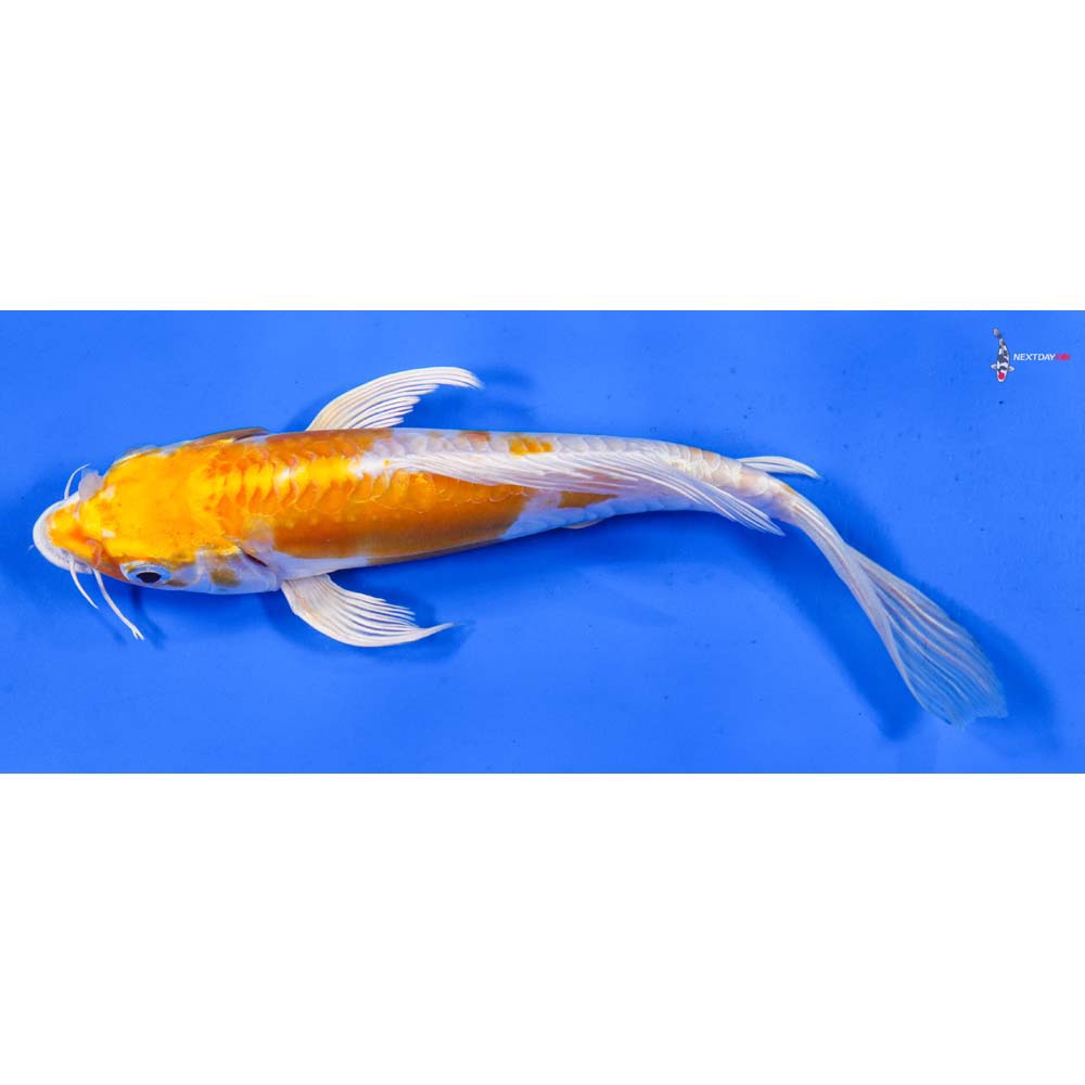 7.5” Imported Doitsu Lemon Hariwake Butterfly Koi
