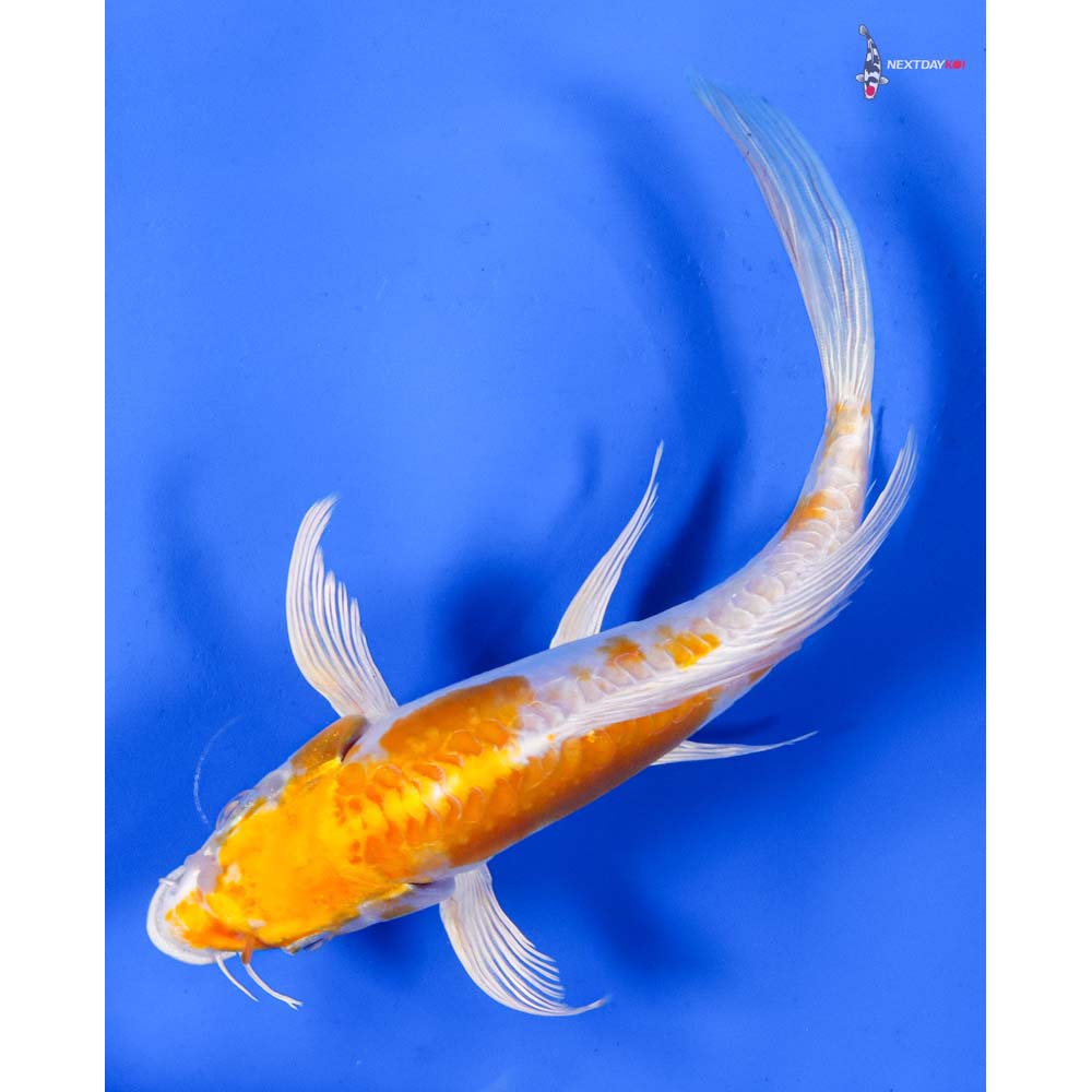 7.5” Imported Doitsu Lemon Hariwake Butterfly Koi
