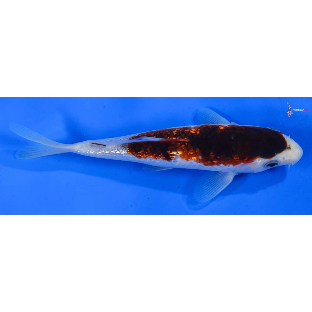 7” Imported Gin Rin Goromo