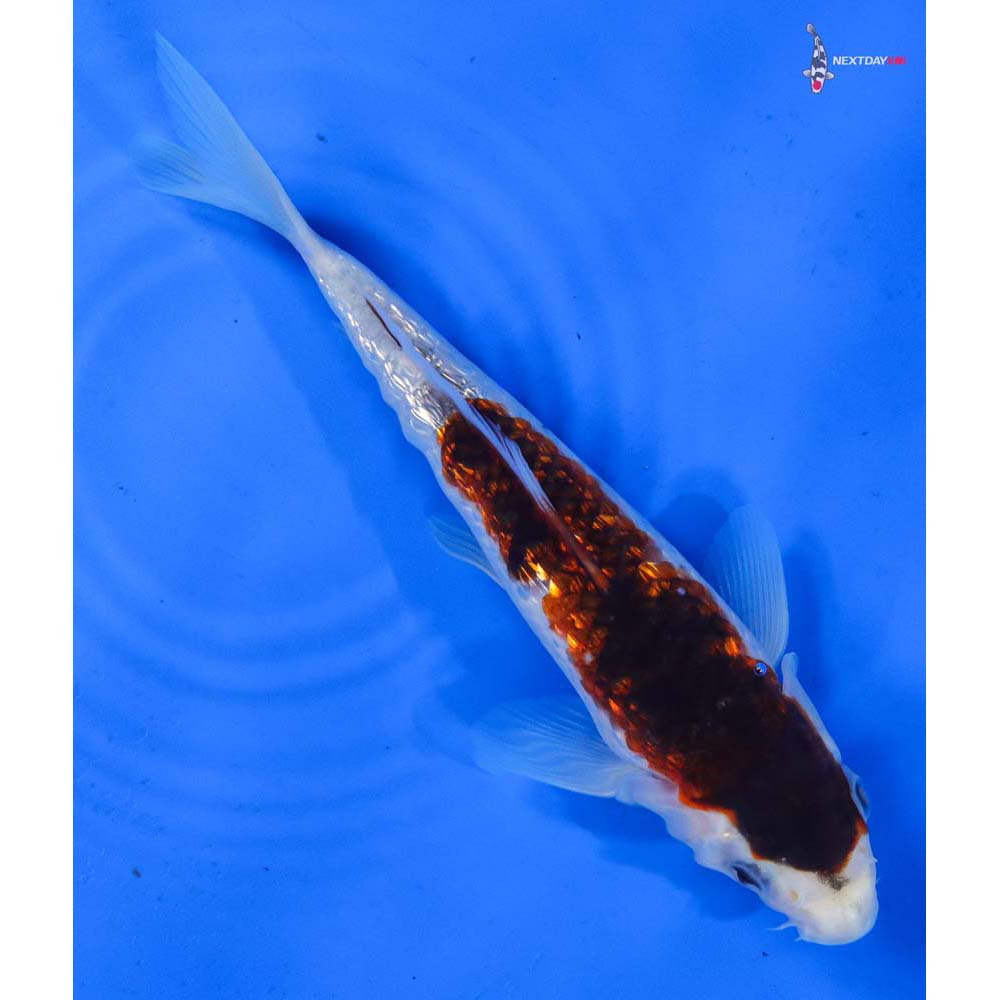 7” Imported Gin Rin Goromo