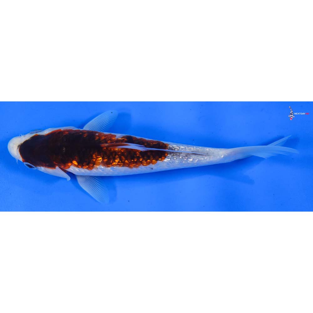 7” Imported Gin Rin Goromo