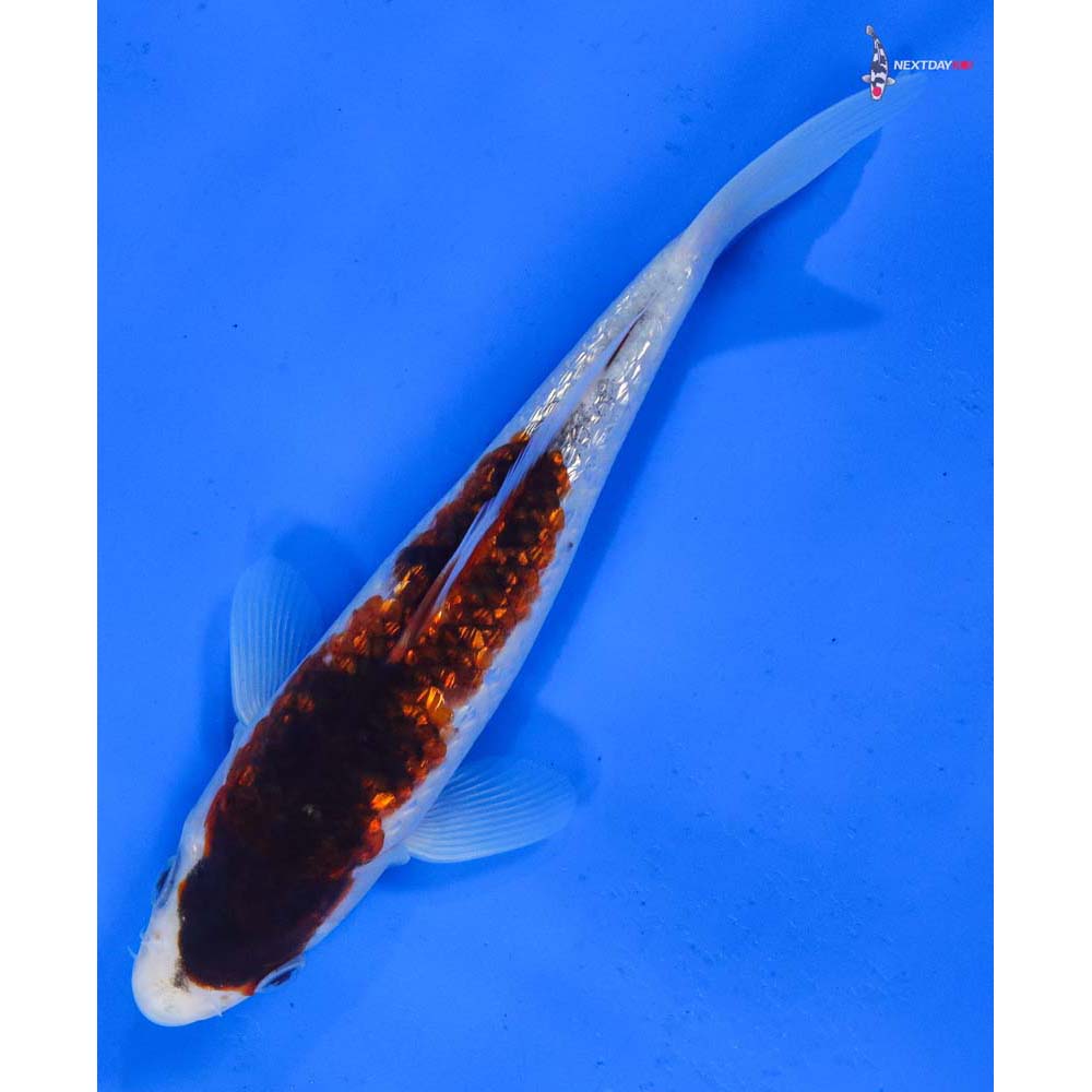 7” Imported Gin Rin Goromo