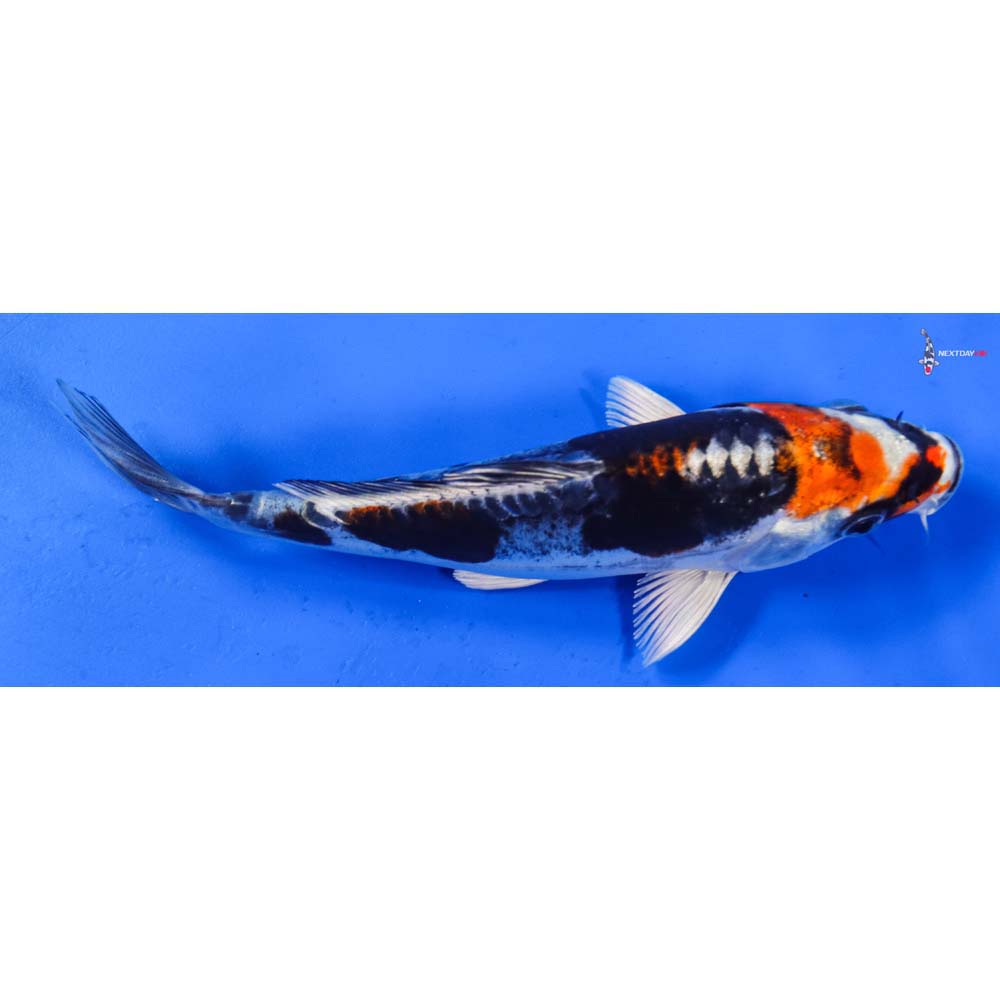 6.5” Imported Kin Kikokuryu