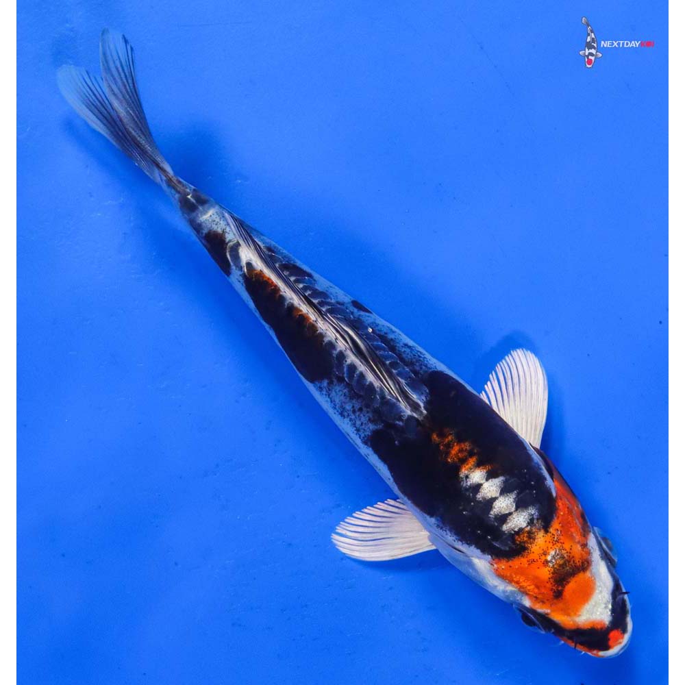 6.5” Imported Kin Kikokuryu