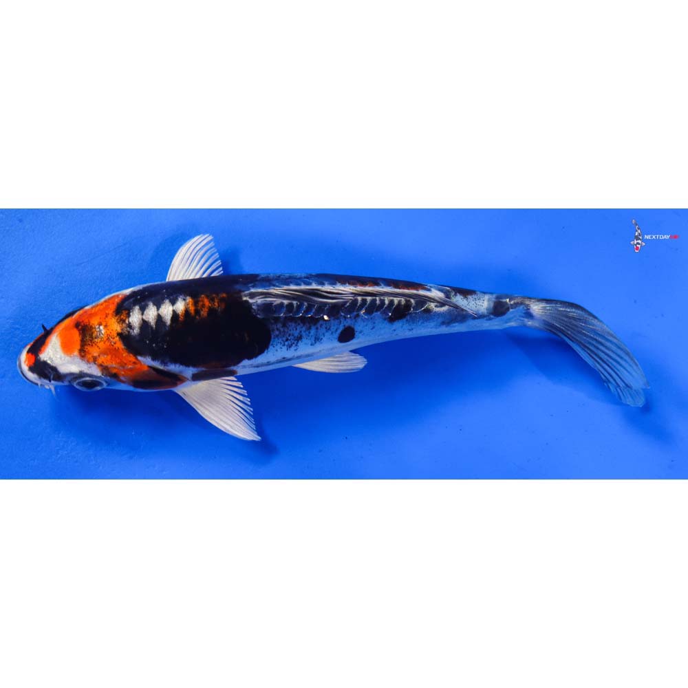 6.5” Imported Kin Kikokuryu