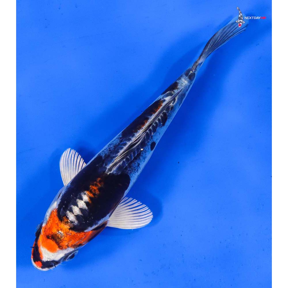 6.5” Imported Kin Kikokuryu