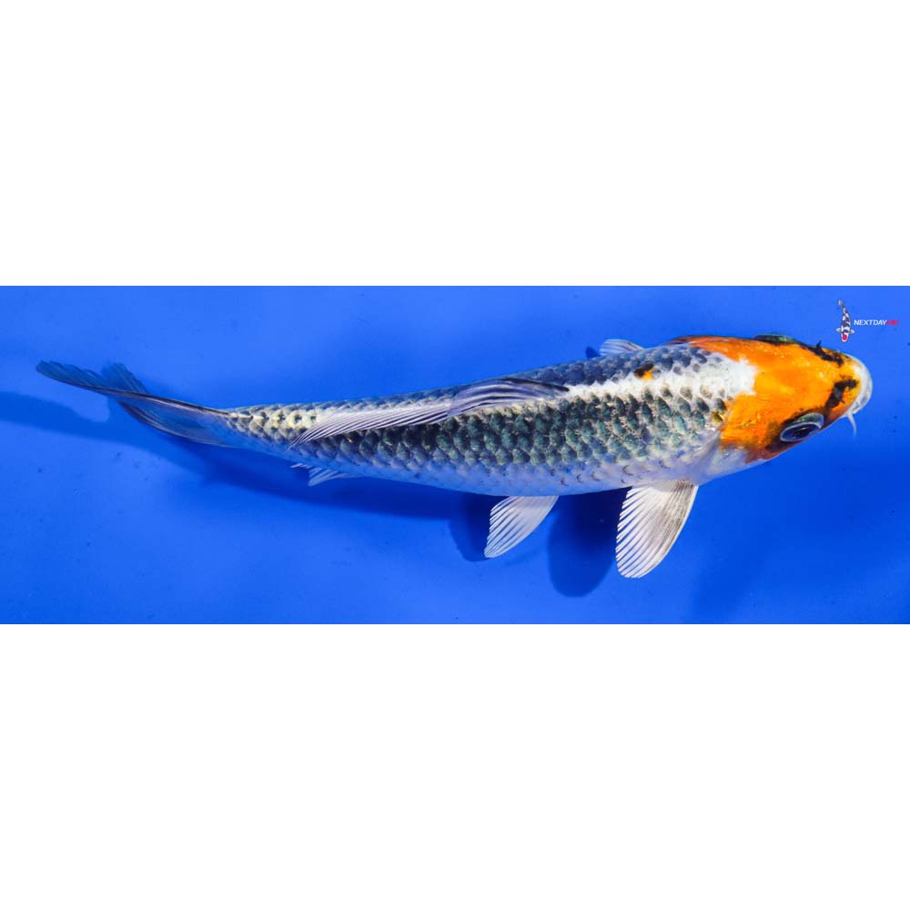 6.5” Imported Kujaku