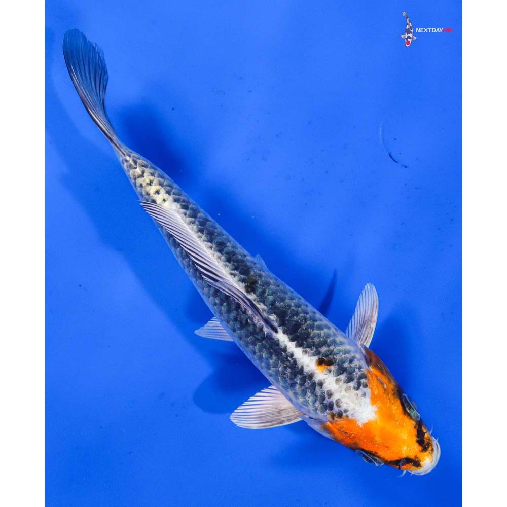 6.5” Imported Kujaku