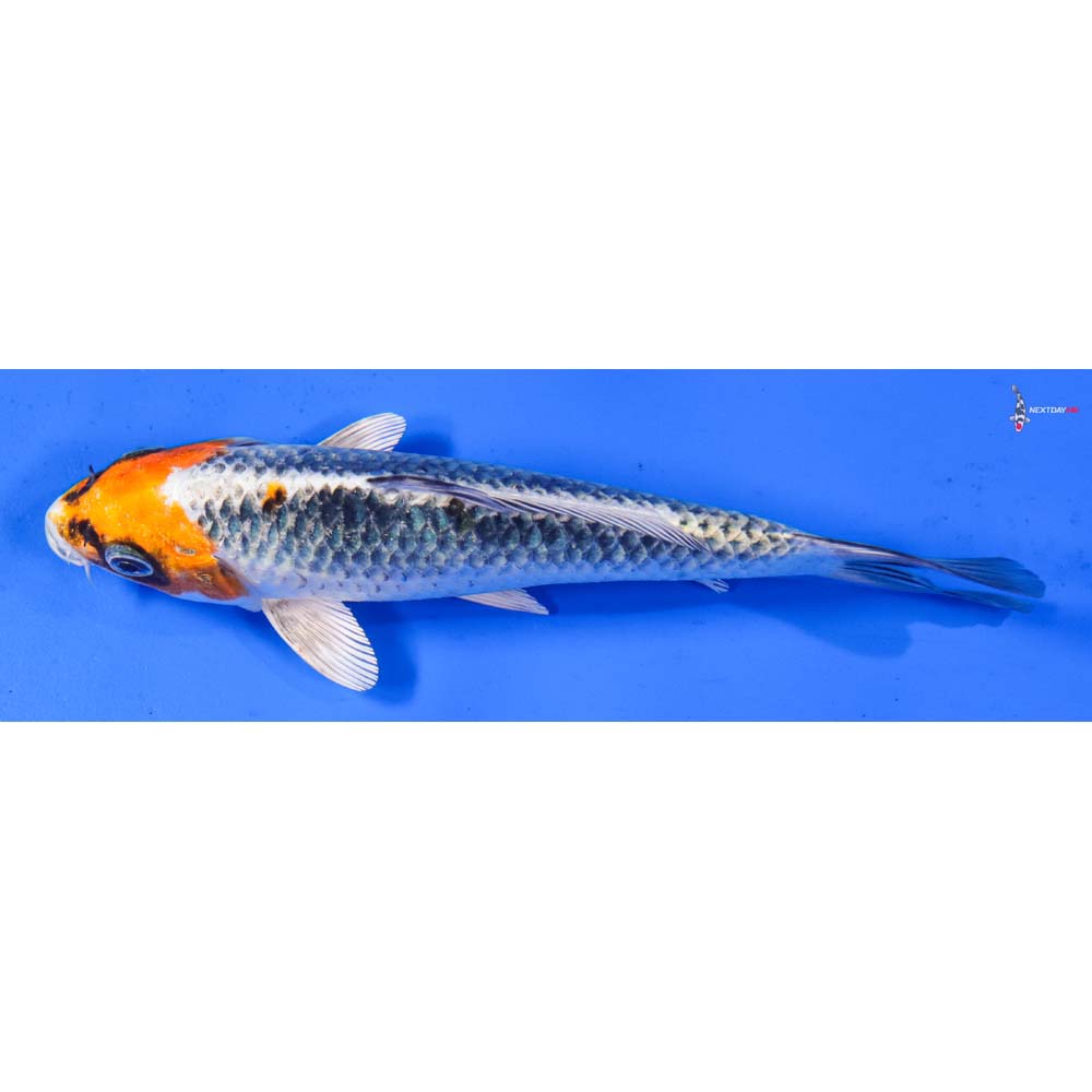 6.5” Imported Kujaku