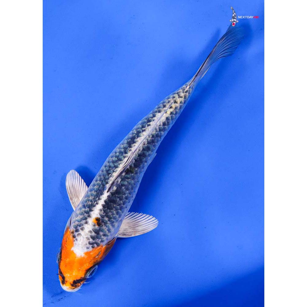 6.5” Imported Kujaku