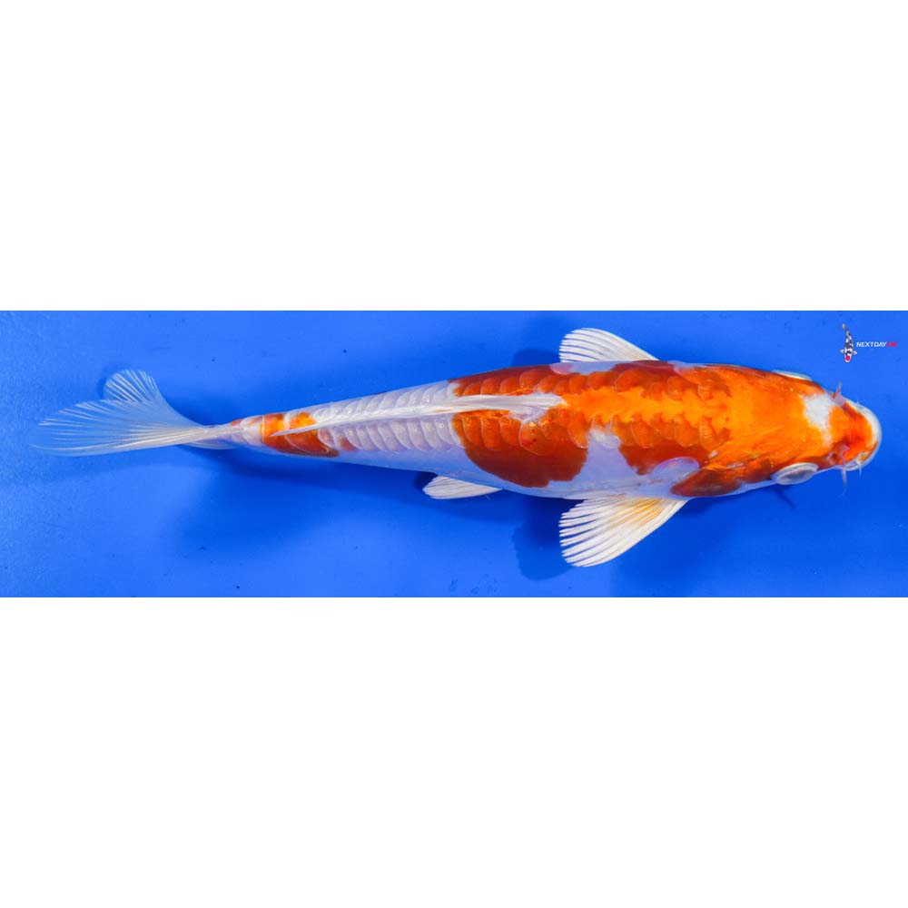 6.5” Imported Kikusui